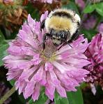 Click image for larger version. 

Name:	Male GYB closeup 2 by Gordon Mackie.jpg 
Views:	1008 
Size:	87.6 KB 
ID:	27396