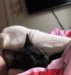 Click image for larger version. 

Name:	Ghost snuggled with beccy.jpg 
Views:	85 
Size:	50.2 KB 
ID:	35608