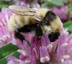Click image for larger version. 

Name:	Male GYB on Clover Closeup by Gordon Mackie.jpg 
Views:	991 
Size:	89.3 KB 
ID:	27394
