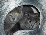 Click image for larger version. 

Name:	2 grey cats.jpg 
Views:	375 
Size:	86.2 KB 
ID:	26999