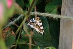 Click image for larger version. 

Name:	magpie moth small file.JPG 
Views:	739 
Size:	43.7 KB 
ID:	33867