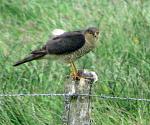 Click image for larger version. 

Name:	sparrowhawk2.jpg 
Views:	240 
Size:	92.4 KB 
ID:	14794