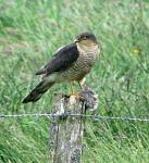 Click image for larger version. 

Name:	sparrowhawk.jpg 
Views:	214 
Size:	92.3 KB 
ID:	14795