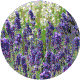 Lavenderblue2's Avatar