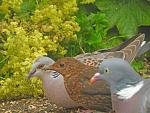 Click image for larger version. 

Name:	turtle dove 2.jpg 
Views:	478 
Size:	89.4 KB 
ID:	30264