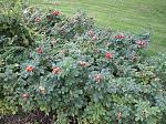 Click image for larger version. 

Name:	rosehips 1.jpg 
Views:	176 
Size:	39.7 KB 
ID:	34895