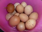Click image for larger version. 

Name:	eggs-today.jpg 
Views:	213 
Size:	58.9 KB 
ID:	23213