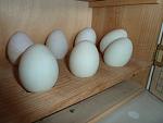 Click image for larger version. 

Name:	eggs-duck.jpg 
Views:	162 
Size:	57.1 KB 
ID:	23214