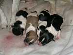 Click image for larger version. 

Name:	puppies 1 hour old.jpg 
Views:	295 
Size:	42.1 KB 
ID:	11800