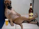 Click image for larger version. 

Name:	drunken dog.jpg 
Views:	196 
Size:	70.9 KB 
ID:	9506