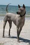 Click image for larger version. 

Name:	bluethairidgeback2.jpg 
Views:	221 
Size:	20.6 KB 
ID:	9702