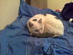 Click image for larger version. 

Name:	jess my cat.jpg 
Views:	277 
Size:	43.7 KB 
ID:	25523